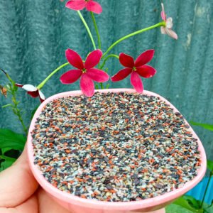 সিড মিক্স বা স্লিফিট সিডস ১ কেজি।