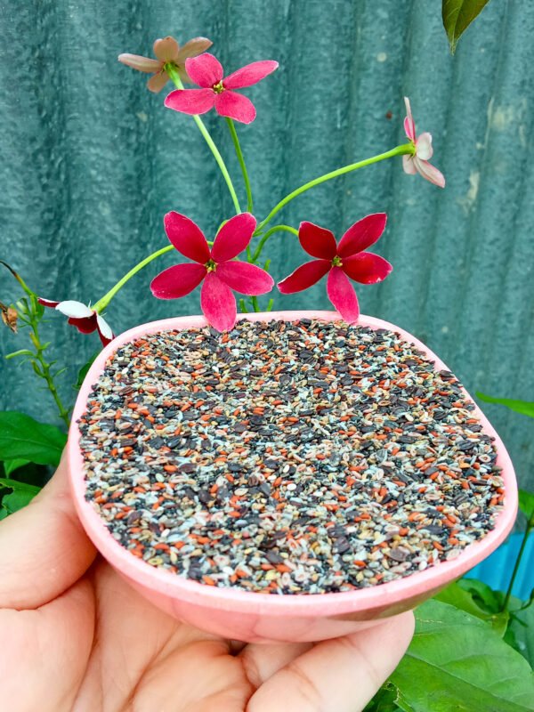 সিড মিক্স বা স্লিফিট সিডস ১ কেজি।